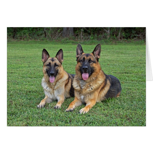 Cartão placa german shepherd (Frente Horizontal)