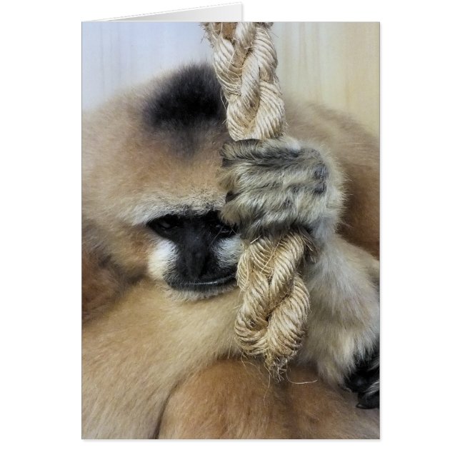 Cartão Placa GIBBON (Frente)