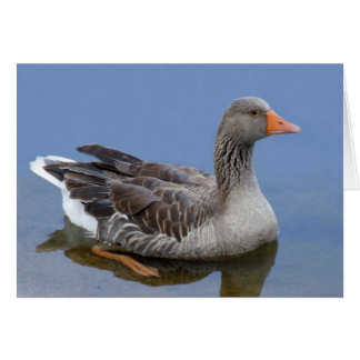 Cartão Placa Goose
