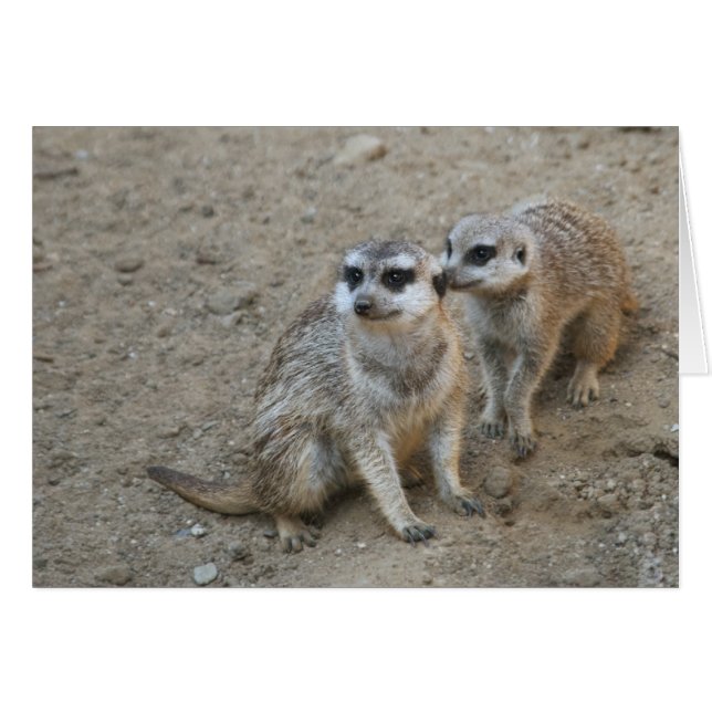 Cartão Placa Gossip (Frente Horizontal)