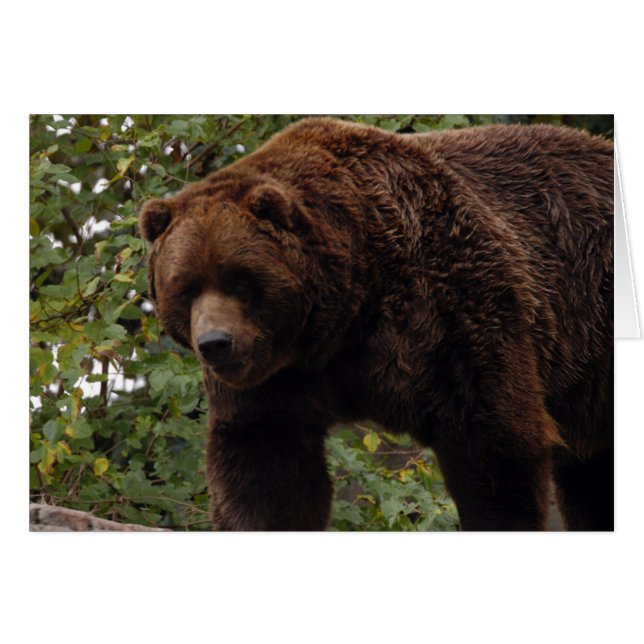 Cartão Placa Grizzly Bear-005 (Frente Horizontal)