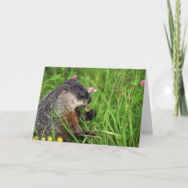 Cartão Placa Groundhog de Comida Seca