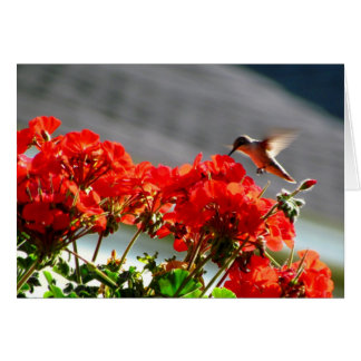 Cartão Placa Hummingbird