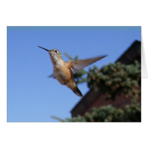 Cartão Placa Hummingbird