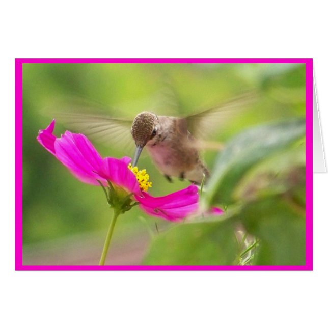 Cartão Placa Hummingbird (Frente Horizontal)