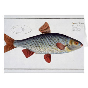 Cartão Placa II da barata (Cyprinus Rutilis) 'de