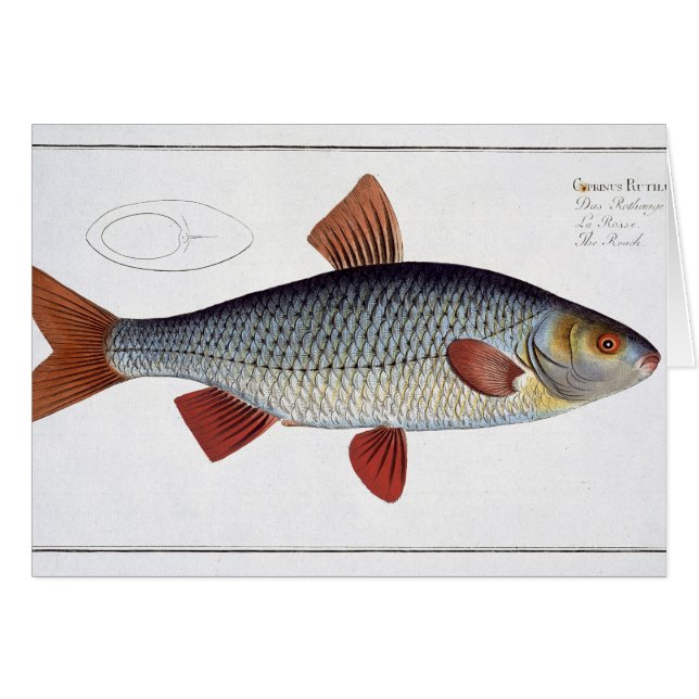 Cartão Placa II da barata (Cyprinus Rutilis) 'de (Frente Horizontal)