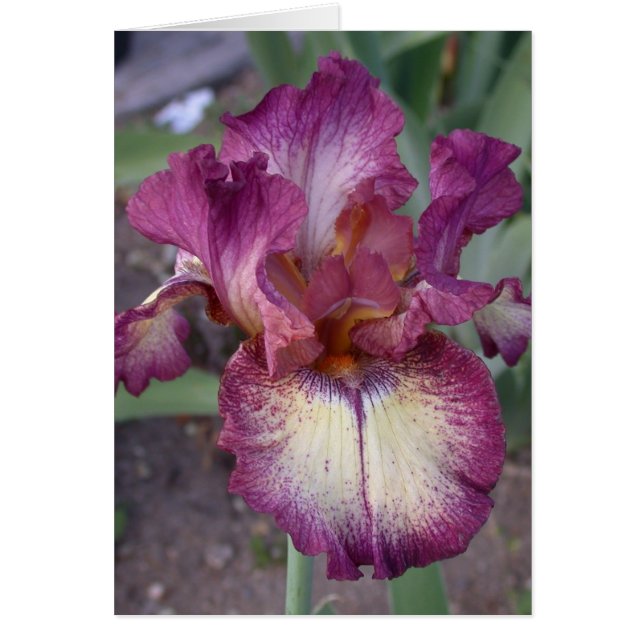 Cartão Placa Iris do vazio (Frente)