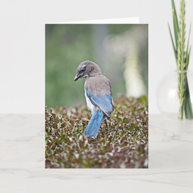 Cartão Placa Jay Spingtime (Frente)