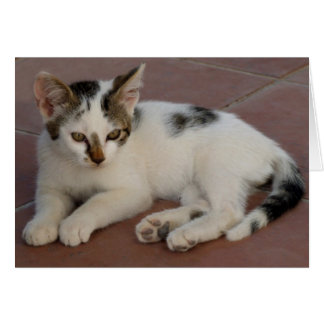 Cartão Placa Kitten