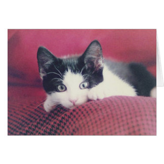 Cartão Placa Kitten