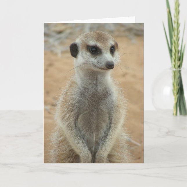 Cartão Placa KMP 3 - Moomins Hemulen (Frente)