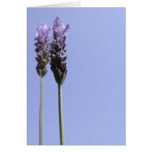 Cartão Placa lavanda