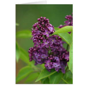 Cartão Placa Lilac Roxa