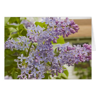 Cartão Placa Lilacs