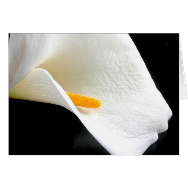 Cartão Placa Lily (Frente Horizontal)