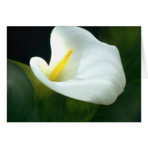 Cartão Placa Lily do vazio Calla
