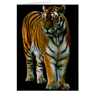 Cartão Placa Lin Hu