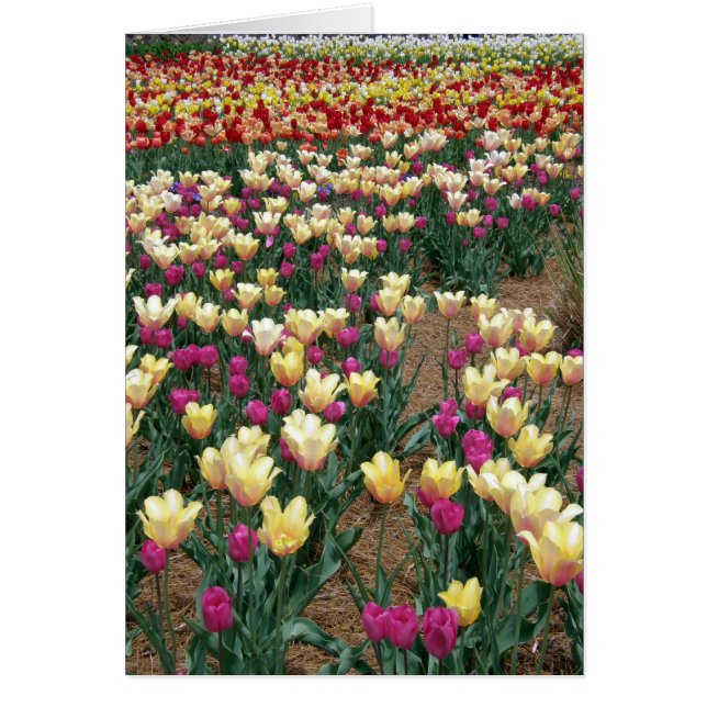 Cartão placa - Linhas de Tulips Multicoloridas (Frente)