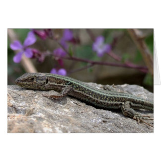Cartão Placa Lizard