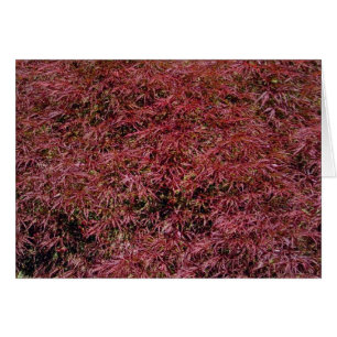 Cartão Placa Maple Japonesa