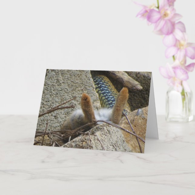 Cartão Placa Montpellier Cobra e Rabbit (Orquídea)