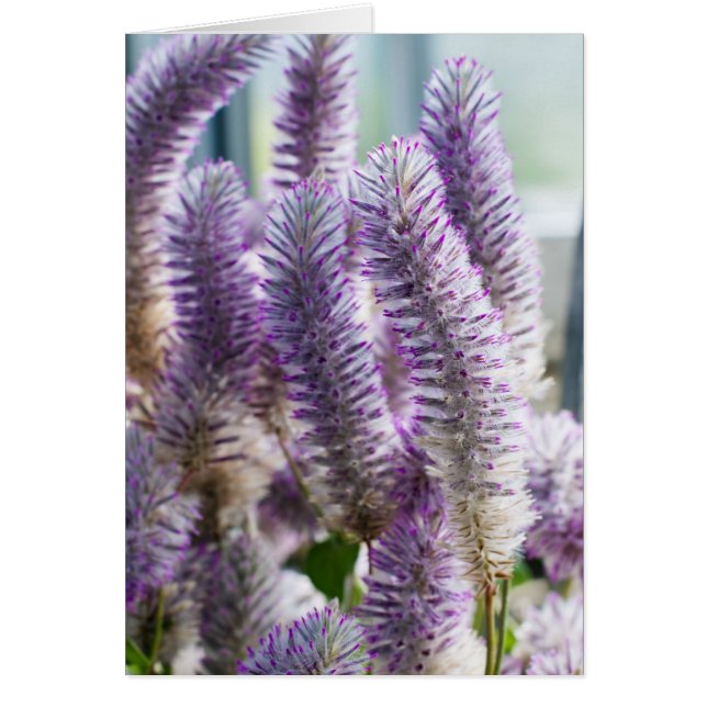 Cartão Placa Mulla Rosa (Frente)