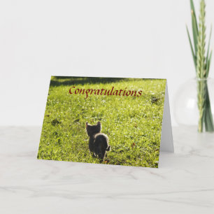 Cartão Placa Multi-Purpose De Little Kitten