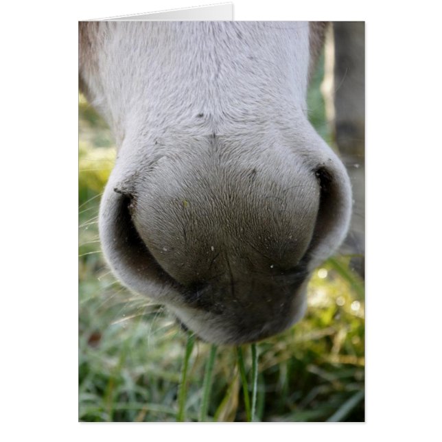 Cartão Placa Nose do felpudo (Frente)