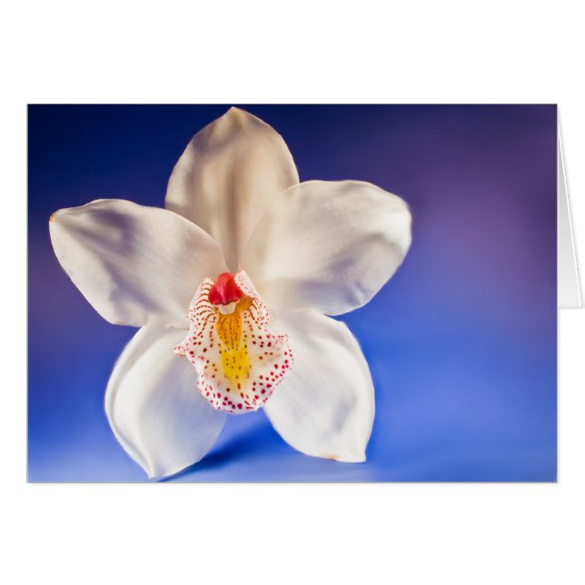 Cartão Placa Orchid Any Day (Frente Horizontal)