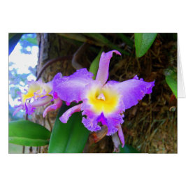 Cartão Placa Orquídea Ameyst Cattleya