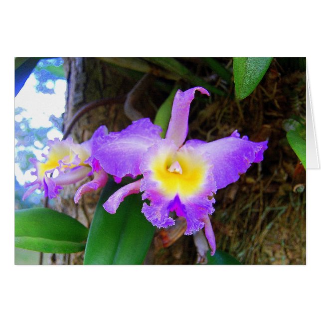 Cartão Placa Orquídea Ameyst Cattleya (Frente Horizontal)
