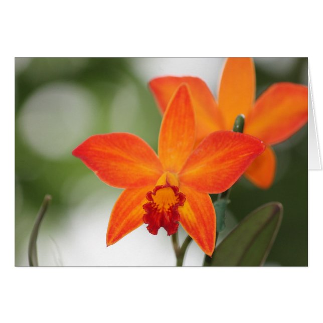 Cartão Placa Orquídea Laranja Tropical (Frente Horizontal)