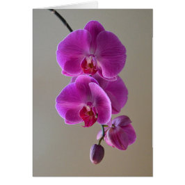 Cartão Placa Orquídea Violet Phalaenopsis