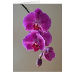 Cartão Placa Orquídea Violet Phalaenopsis