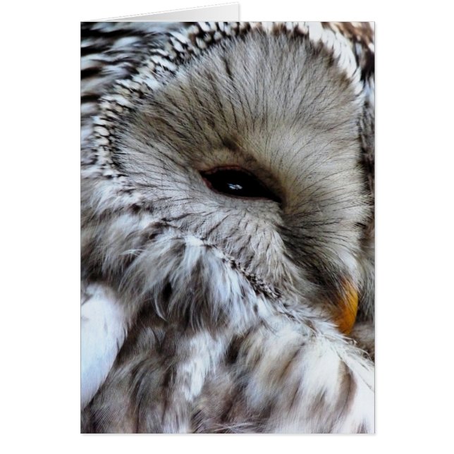 CARTÃO PLACA OWLS (Frente)