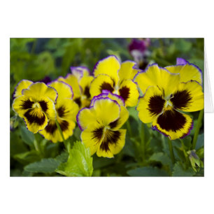 Cartão Placa Pansies