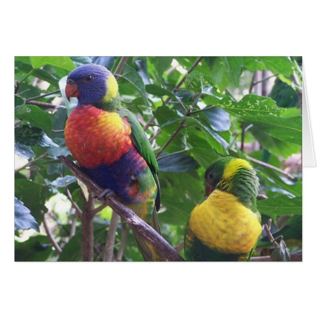 Cartão Placa Parrots (Frente Horizontal)