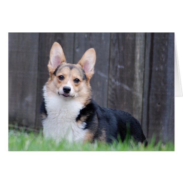 Cartão Placa Pembroke Welsh Corgi (Frente horizontal)