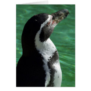 Cartão Placa Penguin