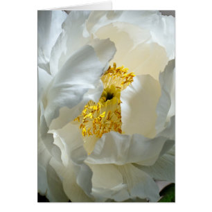 Cartão Placa Peony de Árvore