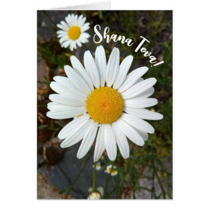 Cartão Placa Perky White Daisy Flower Rosh Hashanah