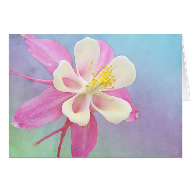 Cartão Placa Personalizada Columbina Flor Rosa e Branco (Frente Horizontal)
