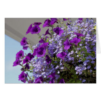 Cartão Placa Petunias Roxo 5x7
