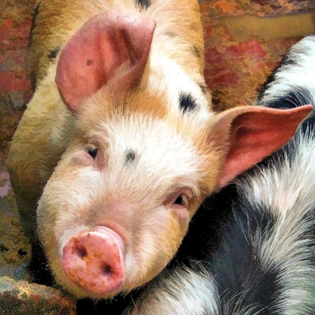 CARTÃO PLACA PIG (Criador carregado)