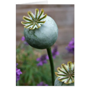 Cartão Placa Pods De Sementes De Popy