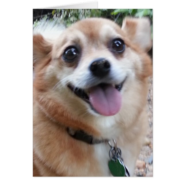 Cartão Placa Pomchi (Frente)