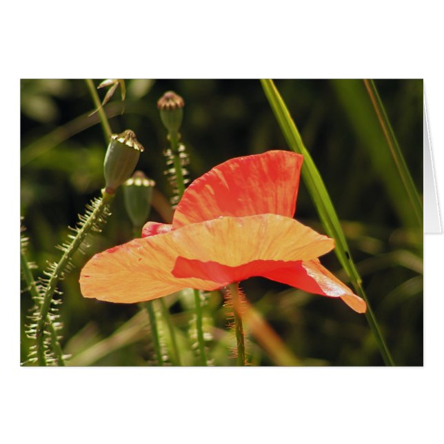 Cartão Placa Poppy (Frente Horizontal)