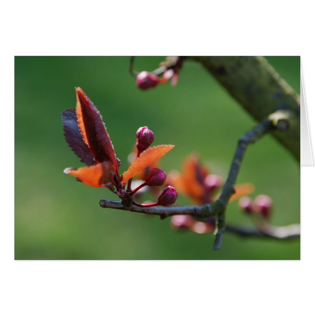 Cartão placa primavera (Frente Horizontal)