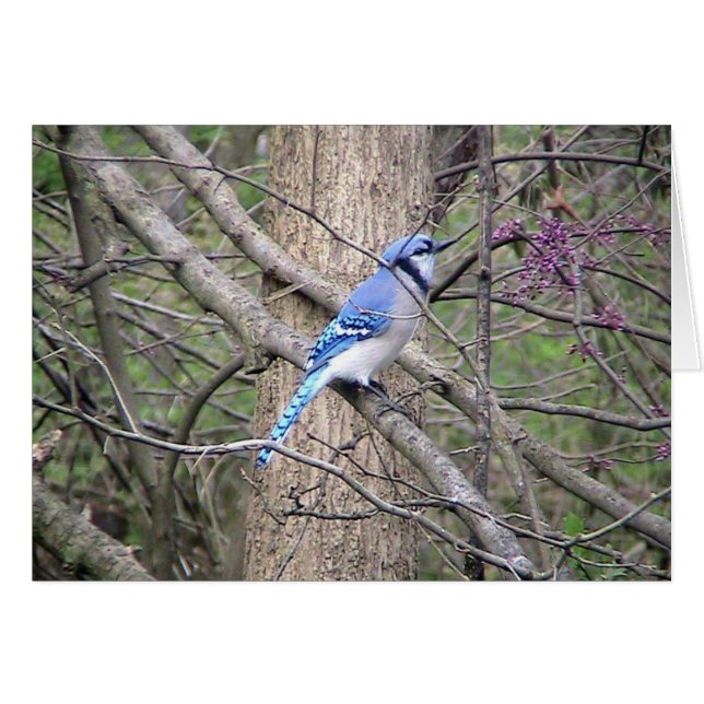 Cartão Placa primavera Blue Jay (Frente horizontal)